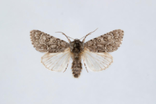 Acronicta euphorbiae