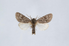 Acronicta euphorbiae