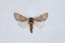 Acronicta euphorbiae