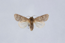 Acronicta euphorbiae