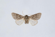 Acronicta euphorbiae