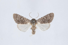 Acronicta euphorbiae