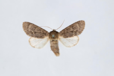 Acronicta euphorbiae