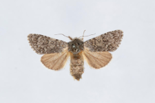 Acronicta euphorbiae