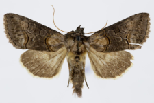 Abrostola tripartita