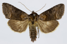 Abrostola tripartita