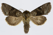 Abrostola triplasia