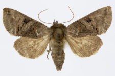 Abrostola triplasia