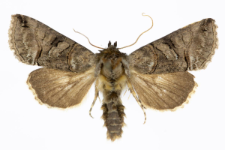 Abrostola triplasia
