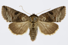 Abrostola triplasia