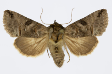 Abrostola triplasia