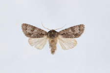 Acronicta menyanthidis