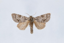 Acronicta menyanthidis