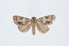Acronicta menyanthidis