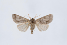 Acronicta menyanthidis