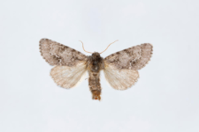 Acronicta menyanthidis
