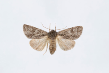 Acronicta menyanthidis