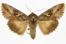 Autographa gamma