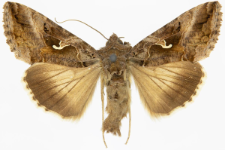 Autographa gamma