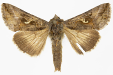 Autographa gamma