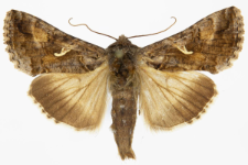 Autographa gamma