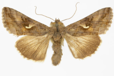 Autographa gamma