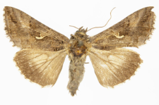 Autographa gamma