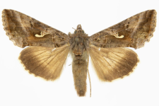 Autographa gamma
