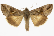 Autographa gamma