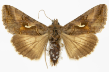 Autographa gamma