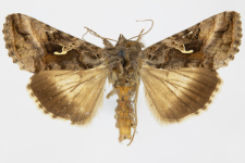 Autographa gamma