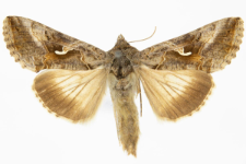 Autographa gamma
