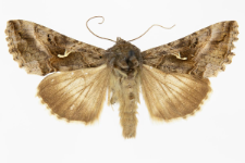 Autographa gamma