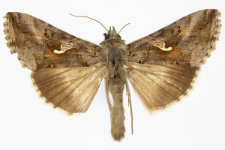 Autographa gamma