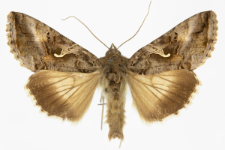 Autographa gamma