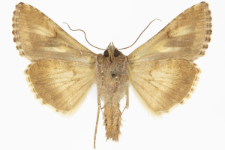 Autographa gamma