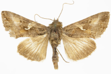 Autographa gamma