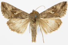 Autographa gamma