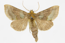 Diachrysia chrysitis