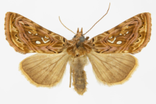 Panchrysia v-argenteum