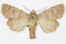 Hoplodrina respersa