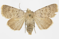 Hoplodrina respersa