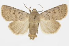 Hoplodrina respersa