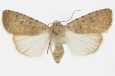 Hoplodrina ambigua