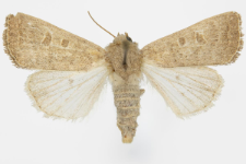 Hoplodrina ambigua