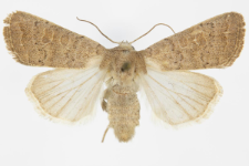Hoplodrina ambigua