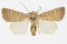 Hoplodrina ambigua
