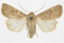 Hoplodrina ambigua