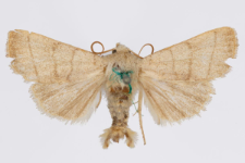 Charanyca trigrammica