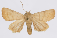 Charanyca trigrammica